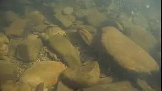 台湾東北角の川　ツバサハゼ　Rhyacichthys aspro Valenciennes, 1837溪鱧