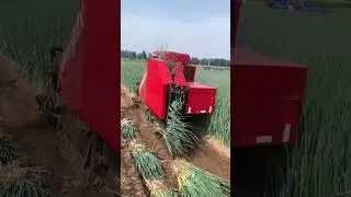 Integrated picking process of green onions- Good tools and machinery can increase work efficiency