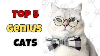 Top 5 Genius Cats &mdash; Smarter Than You Think