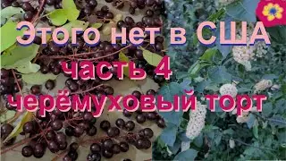 Черёмуха только для птиц?