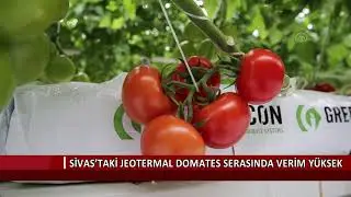 Sivas’taki jeotermal domates serasında verim yüksek