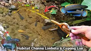 Mancing di Air Super Jernih - Habitat Channa Limbata + Cupang Alam
