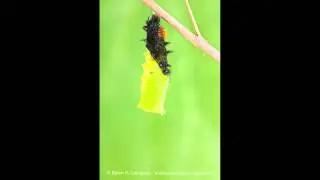 Verpuppung eines Tagpfauenauges (Schmetterling)