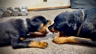 Rottweiler defends his bone (Aggressive Dog Training)