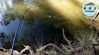 My equal biggest Silver Perch