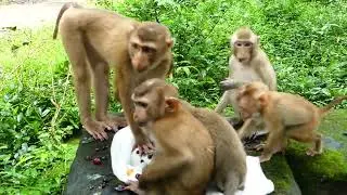Jimmy, Angela & the rest of Savanna group are so dependent, without humans they can't survive in...