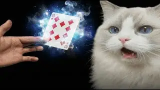 Magic Trick vs. Ragdoll Cat (Hilarious Reaction)