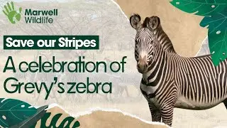Save our Stripes - A celebration of Grevy's zebra 🦓