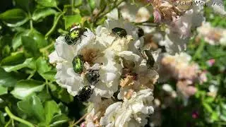 Green Rose Chafer Beetle (Cetonia Aurata)