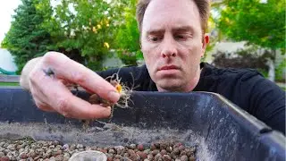 CLEAN that FILTHY hydroponics system...