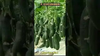 Top 10 Profitable Crops Grown In Summer#agriculture #farming #summer #crop #vegetables