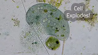 Vicious Microscopic Life