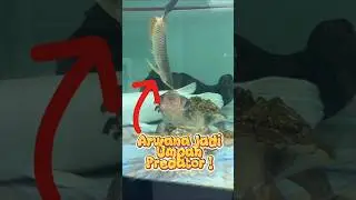 Eksperimen Gila: Arwana Hidup Buat Pakan! Endingnya NGERI! #ikan #predator #aquarium #shorts