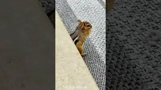 SCARED CHIPMUNK SOUNDS #shorts #wildlife #scary #pets #animals #reels #animallife #chipmunk