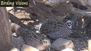 Precious pair of Montezuma Quail - Ash Canyon Arizona