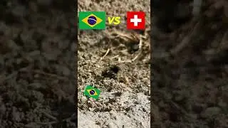 Brazil vs Switzerland ⚽🐜 Guessing Queen Ant ⚽ World Cup 2022 Qatar #shorts