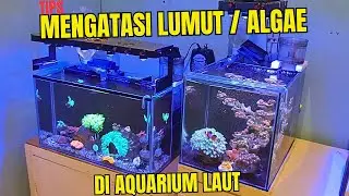 CARA MENGATASI LUMUT ATAU ALGAE YANG TUMBUH DI AQUARIUM KITA !