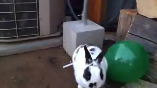 Bunny humping a balloon