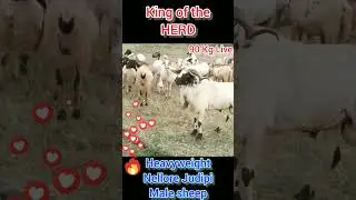 90 Kg Live Nellore Judipi Sheep Best Growth Result