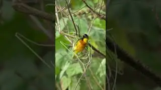 Yellow bird building a nest with relaxing piano music. #shorts