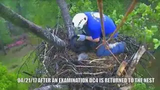 AEF-DC EAGLE CAM  🐣🐣 RESCUE OF EAGLET DC 4... SEALED WITH A KISS!