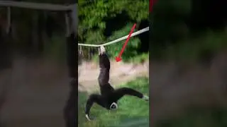 top 5 most acrobatic animals that defy gravity!