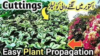 Plant Cutting Grow🌿 || Cutting Se Grow Hone Wale Plants🌱 | How to root plant cutting | p l a n t