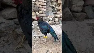 I really missed my black mushka Aseel#youtube #youtubeshorts #viralvideo