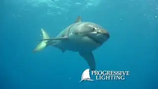 Progressive Lighting Shark Week Fan Sale 2018 Commercial
