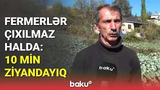 Bir hektardan heç 15 ton götürə bilmədik | Kələm əkən fermerlər çətin vəziyyətdə qalıb