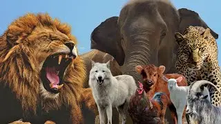 Amazing Animal Sounds: Wild vs Farm Edition : Lion, Wolf, Elephant, Chicken, Leopard_Animal Sounds 