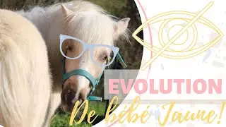 UN CHEVAL AVEUGLE EST CONDAMNÉ ? [ SUIVI BÉBÉ JAUNE]