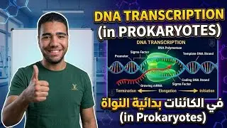 DNA Transcription in Prokaryotes Explained Simply