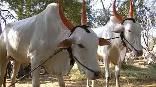 Pachapur bullocks market | Tuesday bazaar
