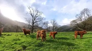 Highland Cattle - Glen Nevis | Scotland in a Few Shots