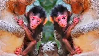 Adorable Wildlife, Young mommy monkey caring, feeding, and protecting her baby best
