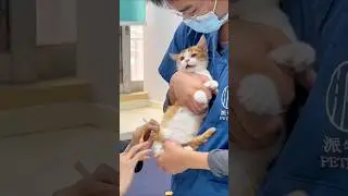 Cat veterinarian cat 🐈