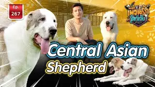 Central Asian Shepherd I เพื่อนรักสัตว์เอ๊ย Ep.267