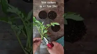 How to Grow Tomato Cuttings