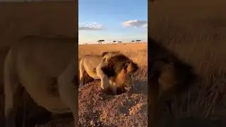 INCREDIBLE MOMENT 😂 LION VS WARTHOG Unexpected Twist Caught On Camera #wildlife #nature #animals