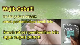 Pakan jitu untuk larva lele usia 15 hari. Pemula wajib coba