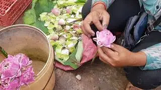 Prepping Pink Lotus