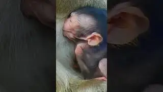 Why monkey Maddie isn't too much involved in Troop members? Maddie prefers to stay alone#fun#baby