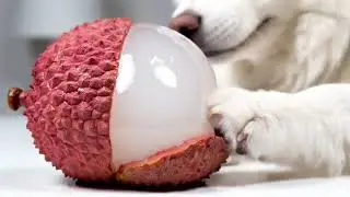 AI Immersive ASMR: 🐶Fluffy Dog Paws Meets Slime - textured Fruits, a Cute Sleep - aiding Adventure💤