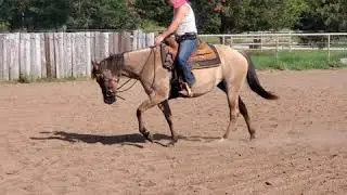 7/8/20 AQHA HA Hot Gypsy Darling fresh after years off!