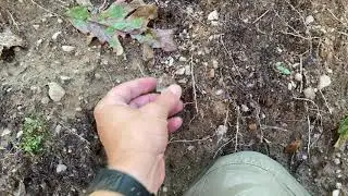 Early Archaic (Chipola?) point In Situ