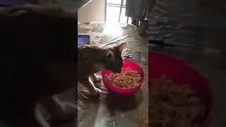 cat eating popcorn 🍿