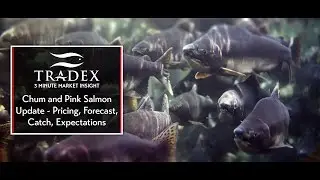 3MMI - Chum and Pink Salmon Update - Pricing, Forecast, Catch, Expectations