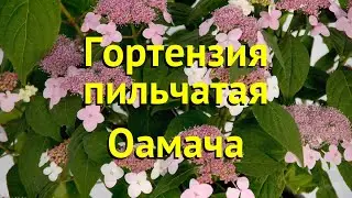 Гортензия пильчатая Оамача. Краткий обзор, описание характеристик hydrangea serrata Oamacha