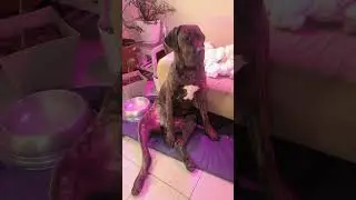Cane Corsos Sit Like.... #dogchallenge #dogcomedy #canecorso (who or what)
